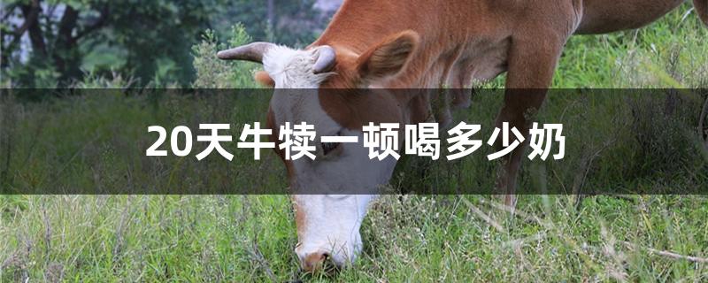 20天牛犊一顿喝多少奶