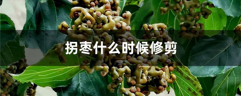 拐枣什么时候修剪