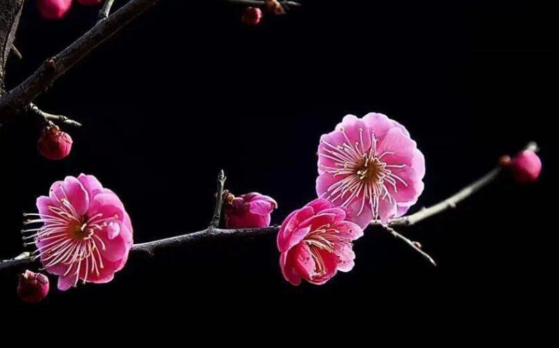 花中四君子是指什么 四君子所表达的植物是什么？