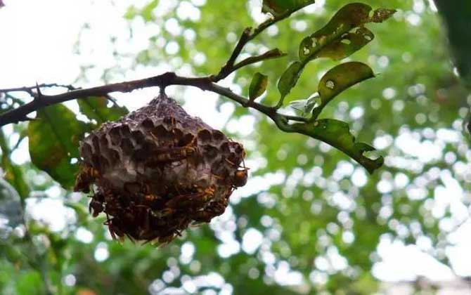 狗屎蜂的生活方式有哪些