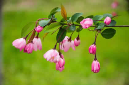 怎么让垂枝海棠二次开花