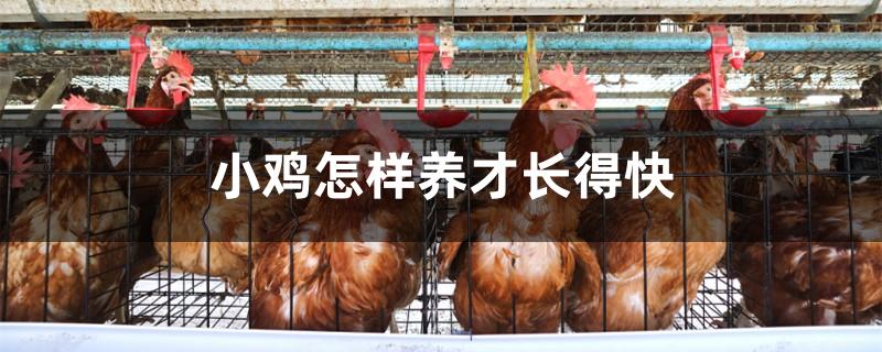小鸡怎样养才长得快