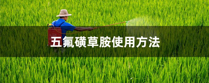 五氟磺草胺使用方法