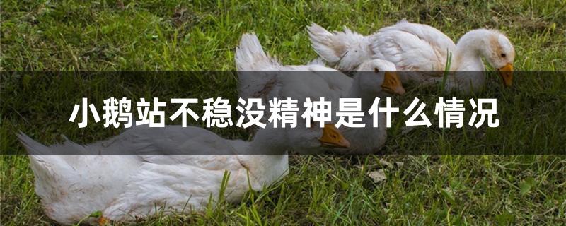 小鹅站不稳没精神是什么情况