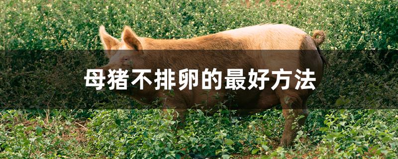 母猪不排卵的最好方法