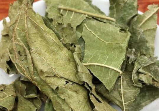 桑叶的用处 桑叶泡水喝的作用