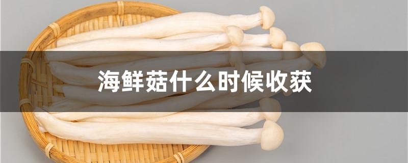 海鲜菇什么时候收获