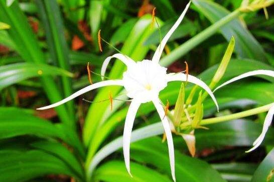 蜘蛛花的功效与作用