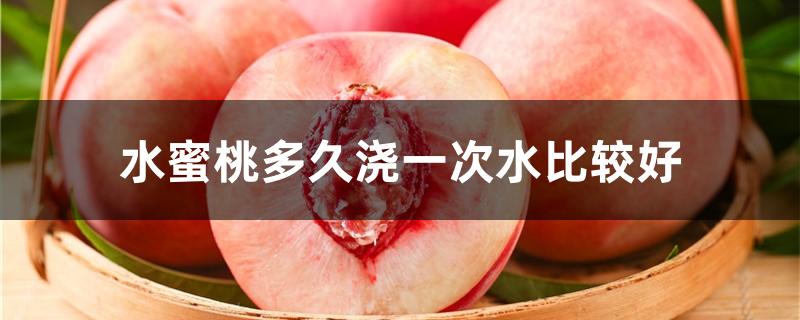 水蜜桃多久浇一次水比较好