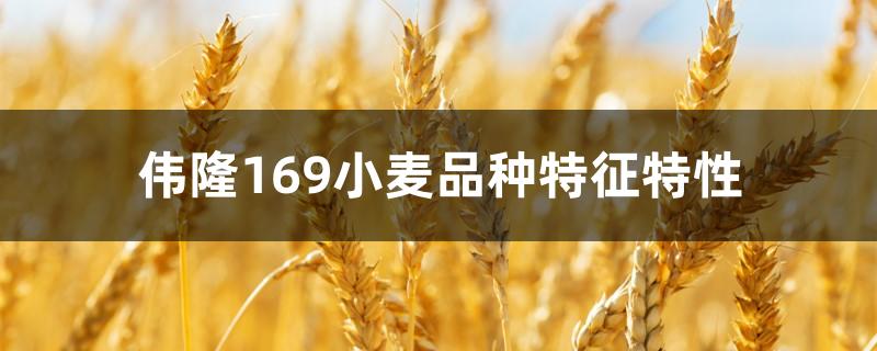 伟隆169小麦品种特征特性