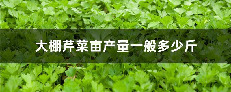 大棚芹菜亩产量一般多少斤