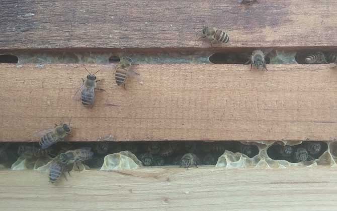 土蜂泡酒能不能喝