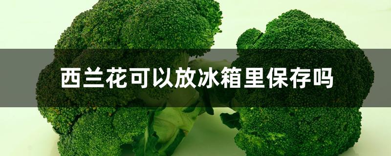 西兰花可以放冰箱里保存吗