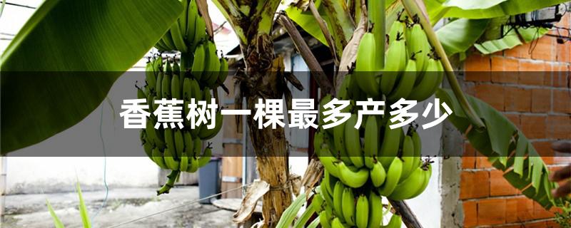 香蕉树一棵最多产多少