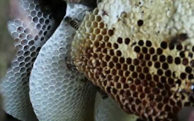 中蜂春天一箱能分几箱