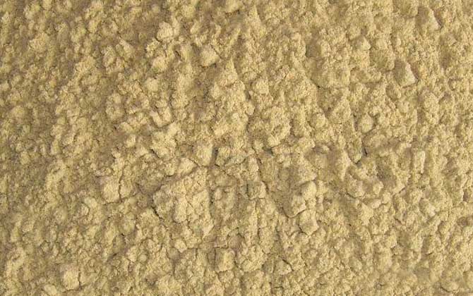 菊花粉的副作用有哪些