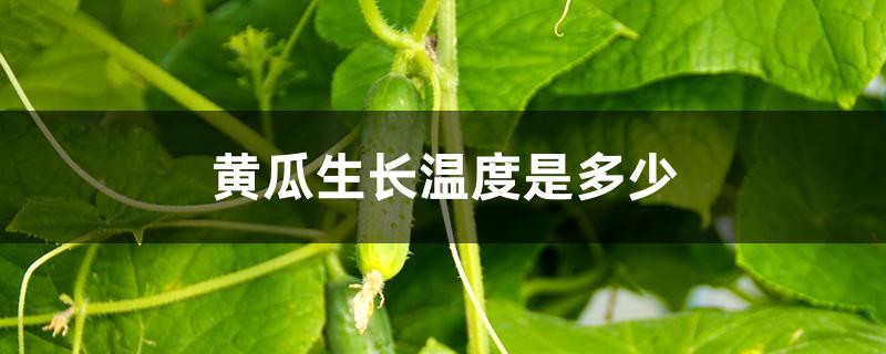 黄瓜生长温度是多少