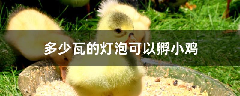 多少瓦的灯泡可以孵小鸡