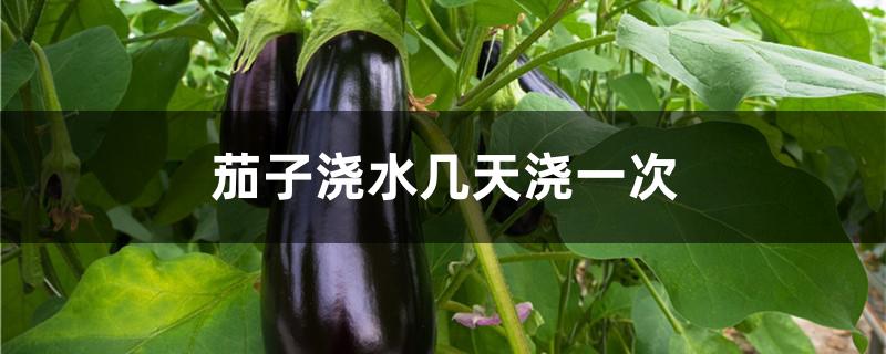 茄子浇水几天浇一次