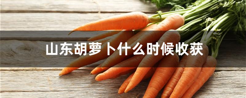 山东胡萝卜什么时候收获