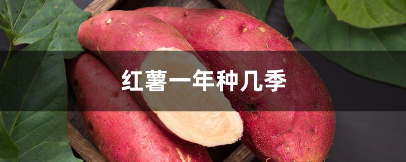 红薯一年种几季