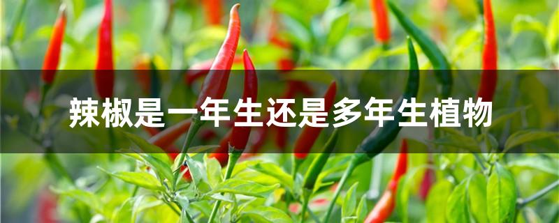 辣椒是一年生还是多年生植物