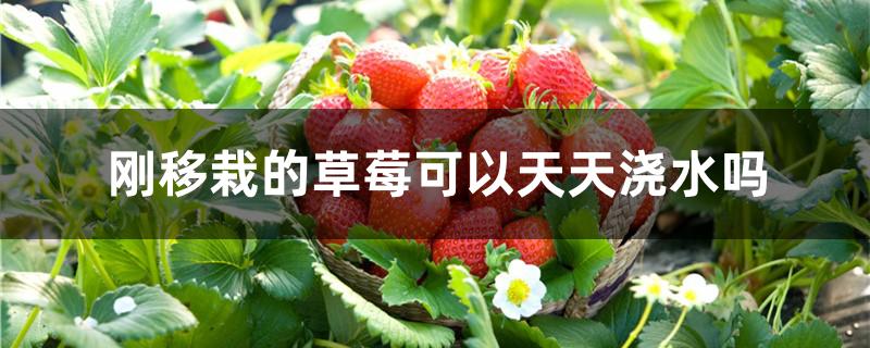 刚移栽的草莓可以天天浇水吗