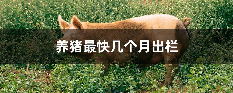 养猪最快几个月出栏