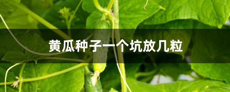 黄瓜种子一个坑放几粒