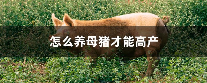 怎么养母猪才能高产