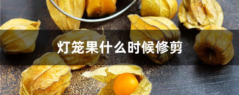 灯笼果什么时候修剪