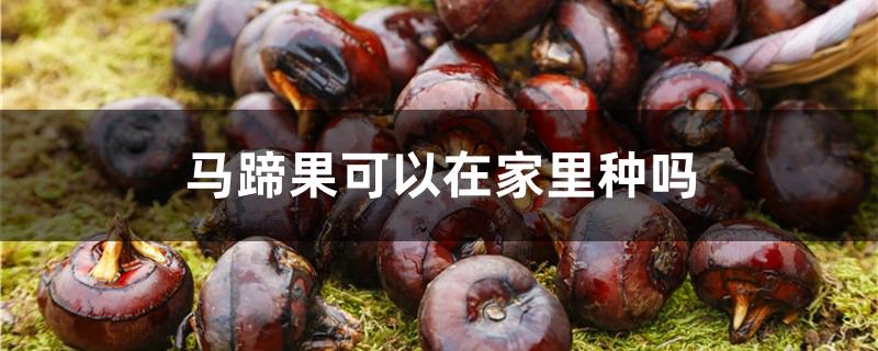 马蹄果可以在家里种吗
