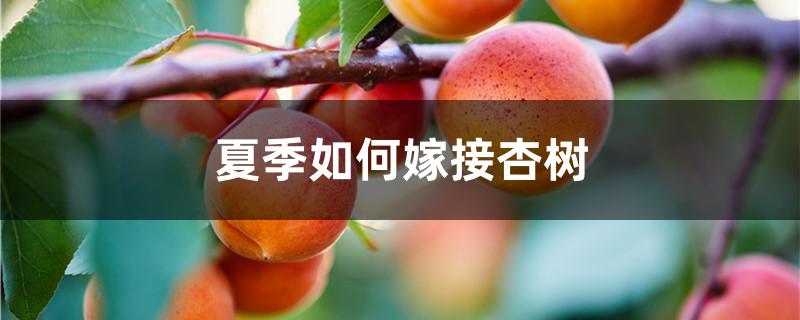 夏季如何嫁接杏树