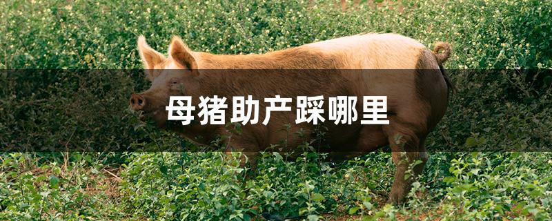 母猪助产踩哪里