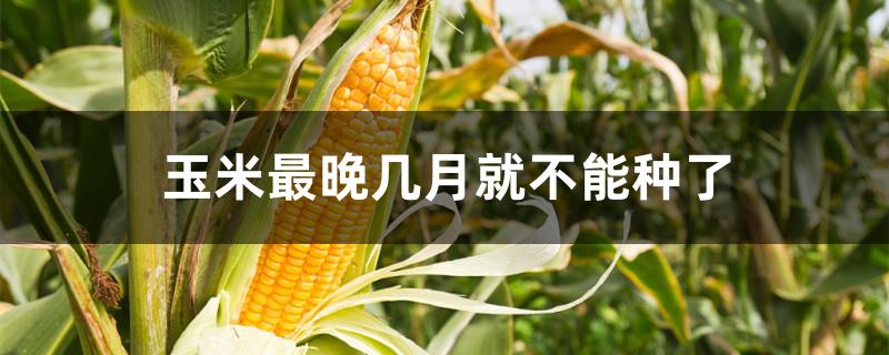 玉米最晚几月就不能种了