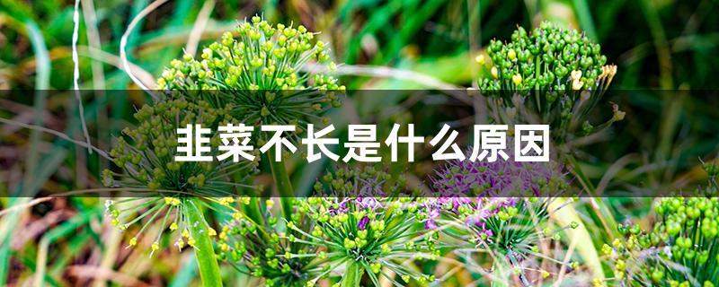 韭菜不长是什么原因