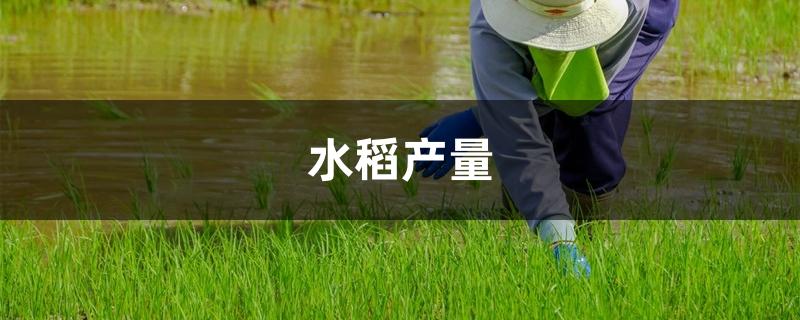 水稻产量