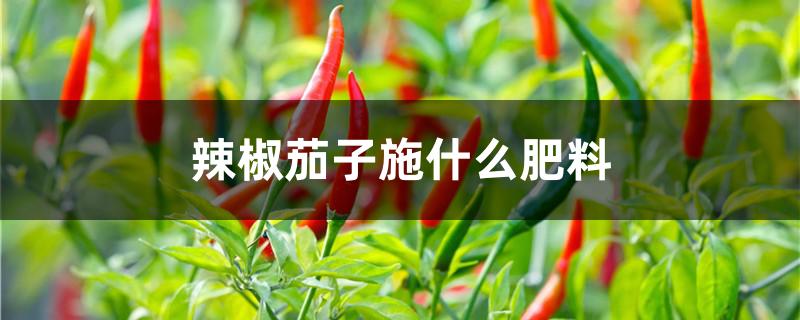 辣椒茄子施什么肥料