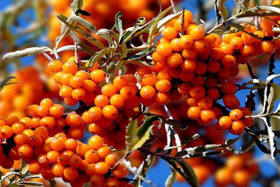 沙棘对女人的功效与作用
