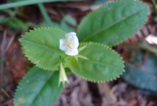 锯齿草的功效与作用