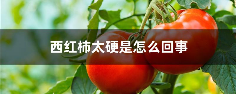 西红柿太硬是怎么回事