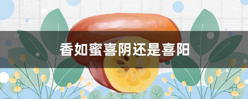 香如蜜喜阴还是喜阳