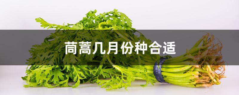 茼蒿几月份种合适