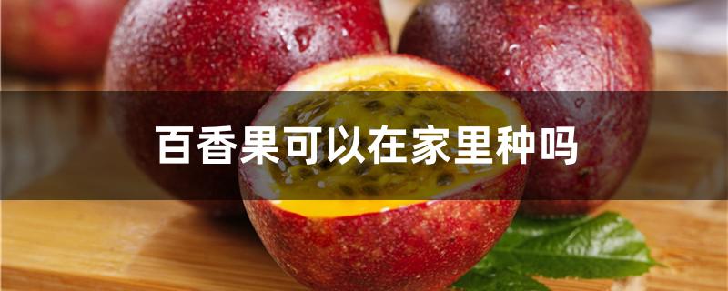 百香果可以在家里种吗
