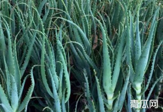 木立芦荟和龙爪的区别 木立芦荟的功效