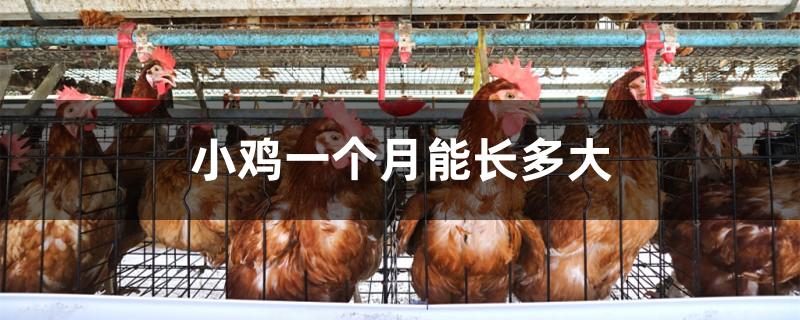 小鸡一个月能长多大