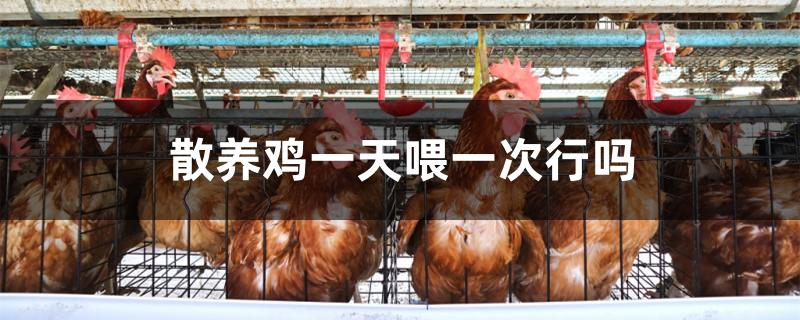 散养鸡一天喂一次行吗