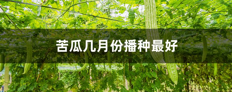 苦瓜几月份播种最好