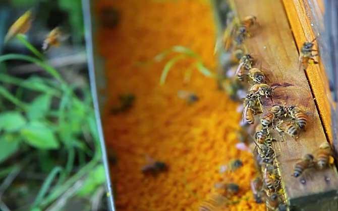 荷花粉什么时间吃最好