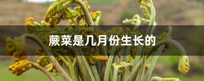 蕨菜是几月份生长的